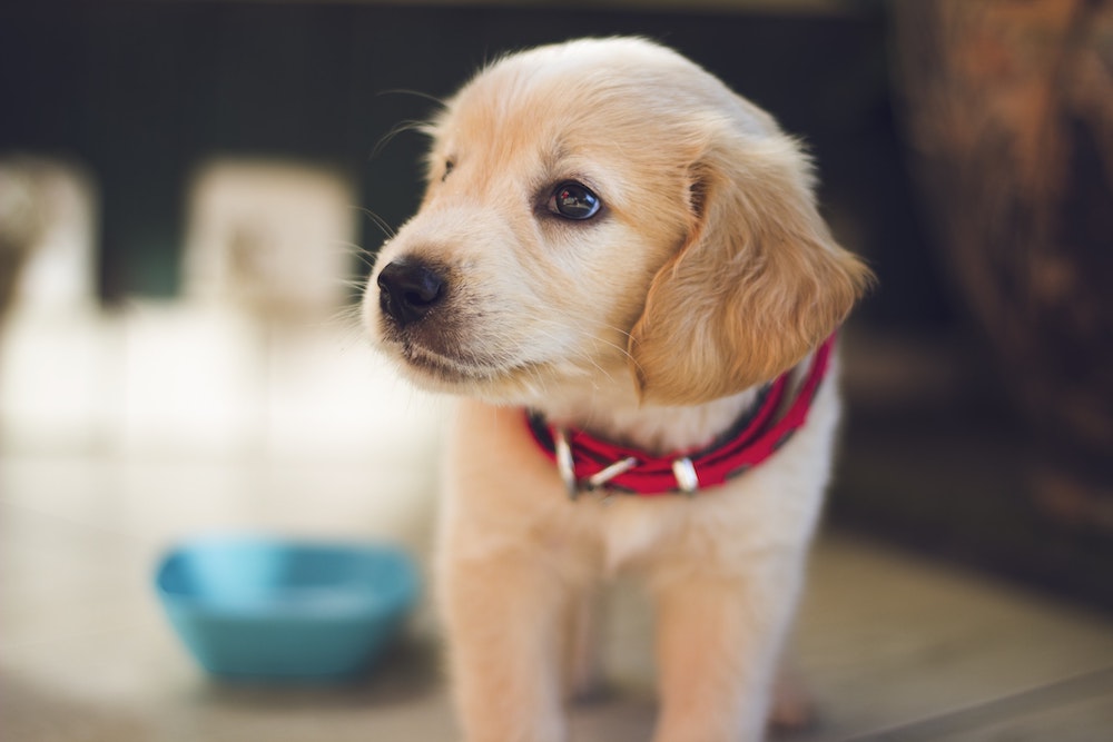 pet health insurance Valley Stream NY